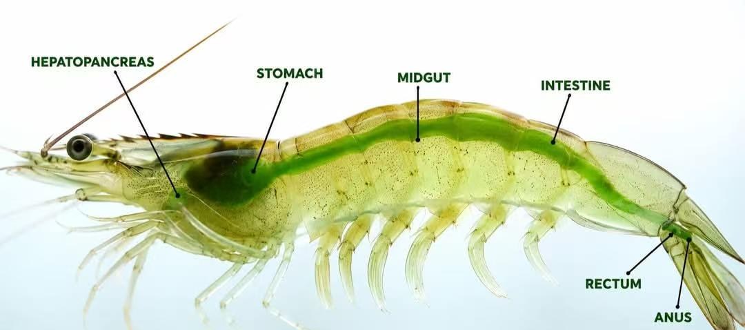 Anatomie d'une crevette à pattes blanches : hépatopancréas, estomac, intestin moyen, intestin, rectum