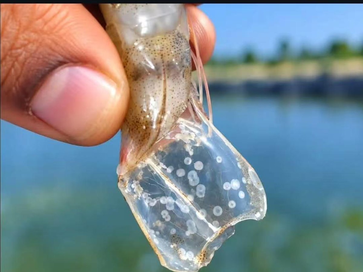 Syndrome des points blancs : taches blanches sur la carapace d'une crevette d'élevage