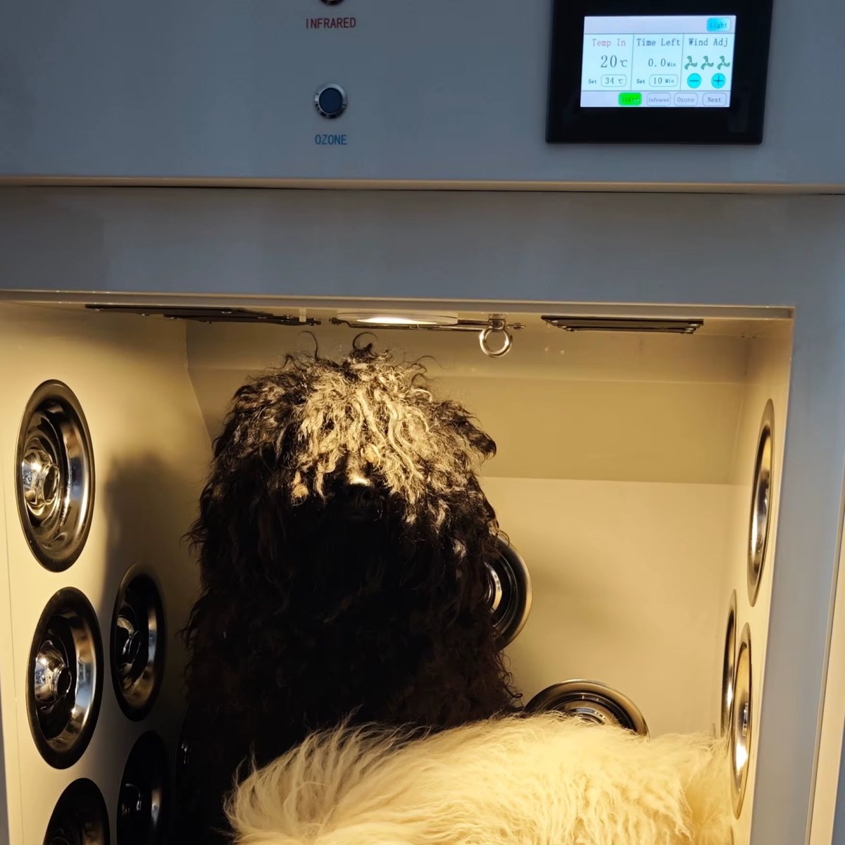Armoire de séchage en service avec deux chiens à l'intérieur et le panneau de commande allumé