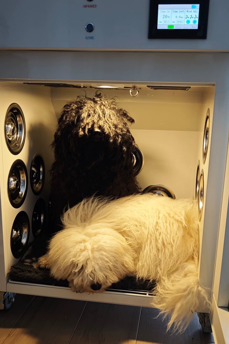 Armoire de séchage fonctionnant avec deux chiens à l'intérieur, panneau de commande affichant la température, la durée et les réglages du ventilateur