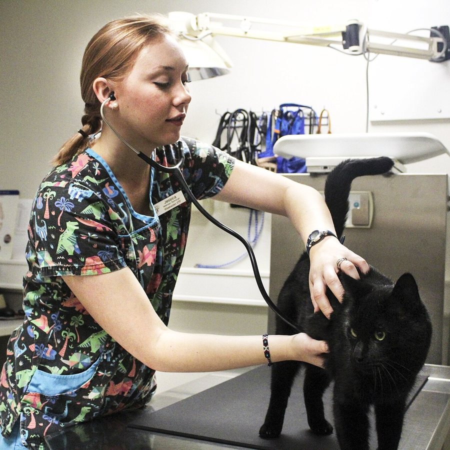 Un technicien vétérinaire examinant un chat sur la table