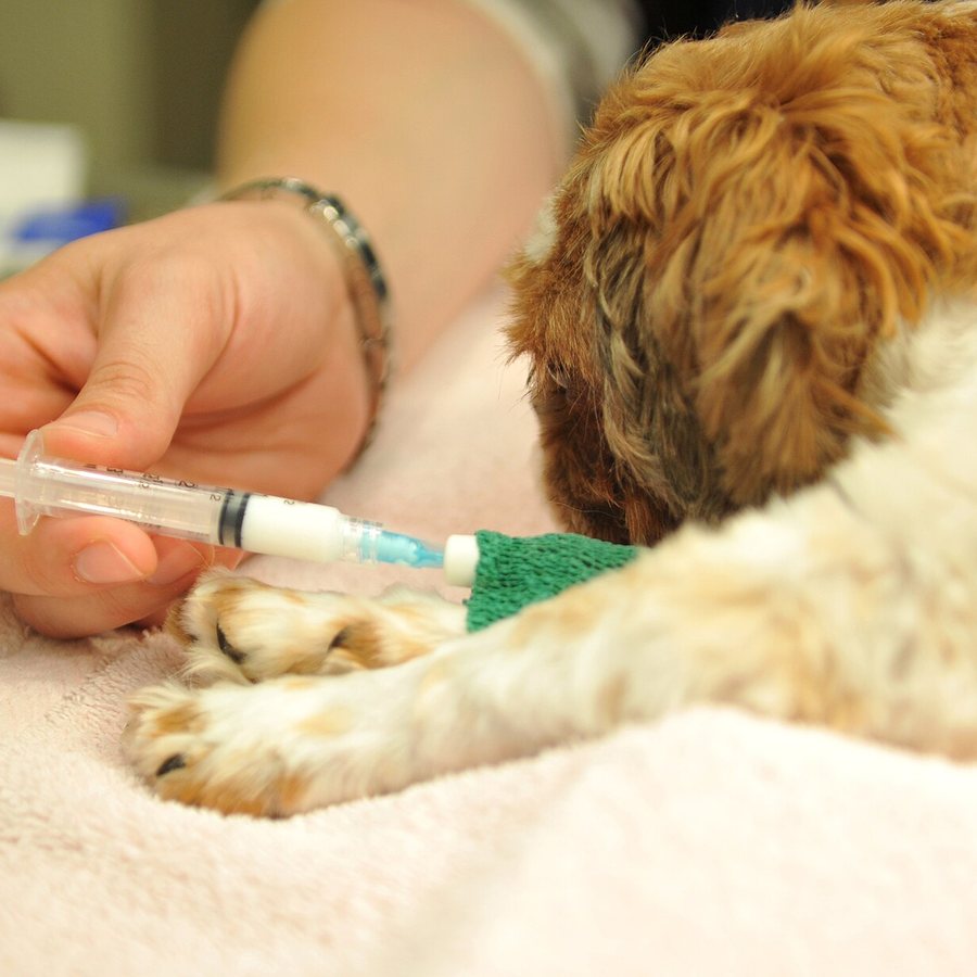 La patte d'un chien en préparation pour une prise de sang